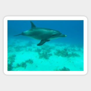 Dolphin Underwater Sticker